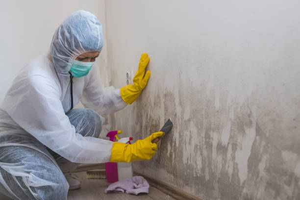 Mold Testing and Removal in Oakwood, OH