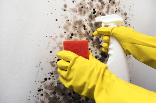 Mold Removal and Inspection in Oakwood, OH